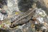 Paracaloptenus bolivari
